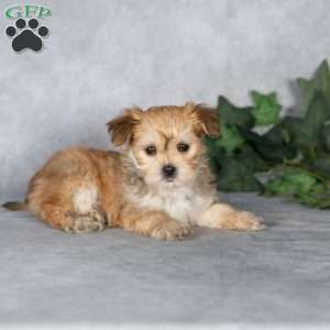 Georgie, Morkie / Yorktese Puppy